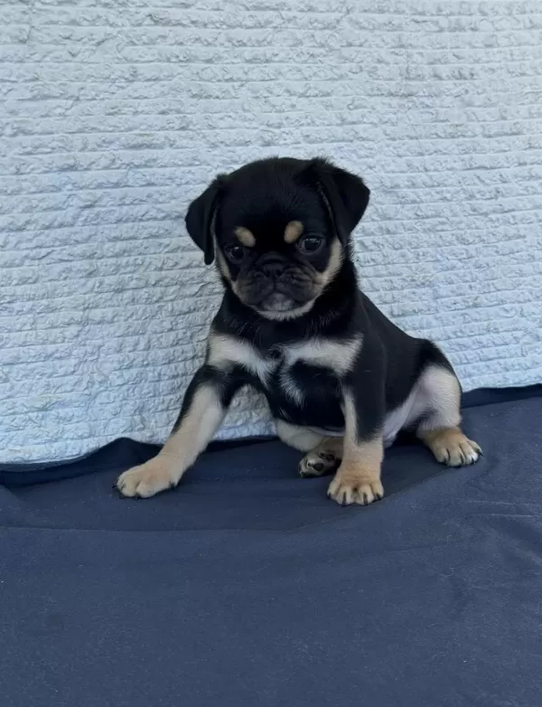 Harika Black Tan Pug Mops