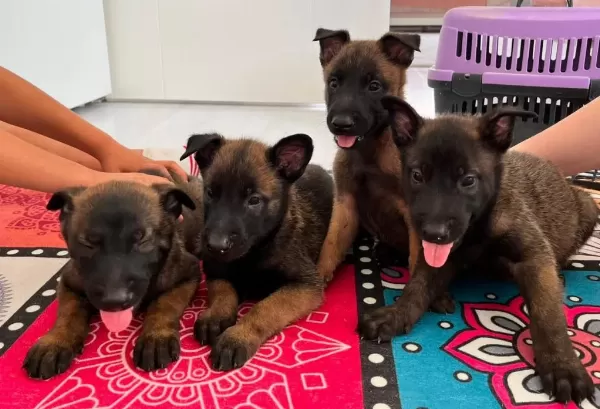 Malinois Rengi Hirsi Akilliklari Soz Konusu Bile Degil