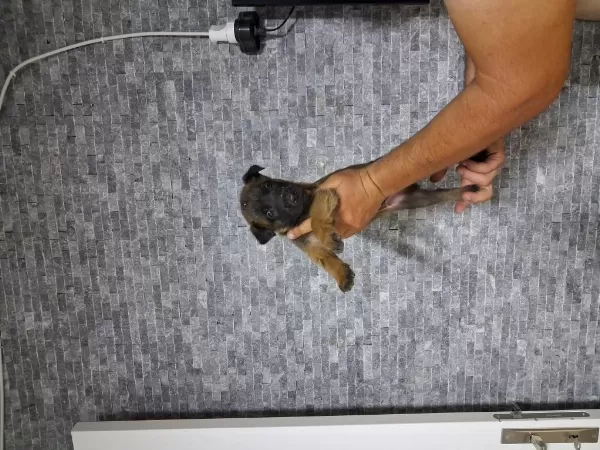 Malinois Rengi Hirsi Akilliklari Soz Konusu Bile Degil