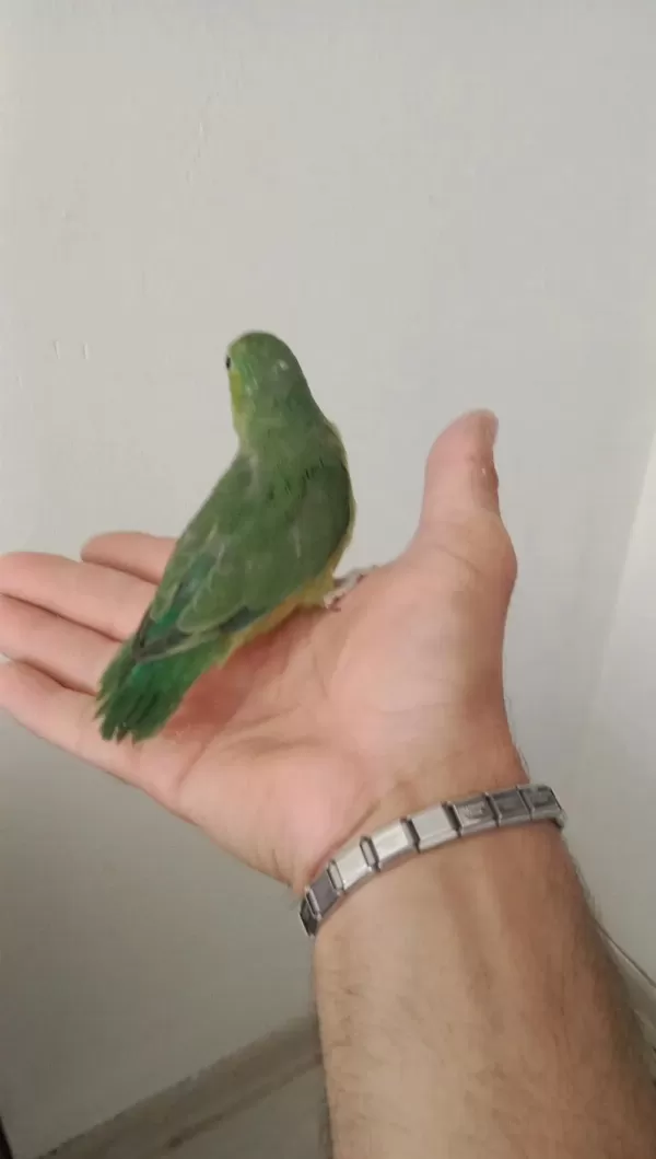 Yavru Forpus Papağanı