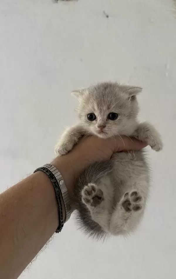 Safkan British Shorthair Yavrularımız