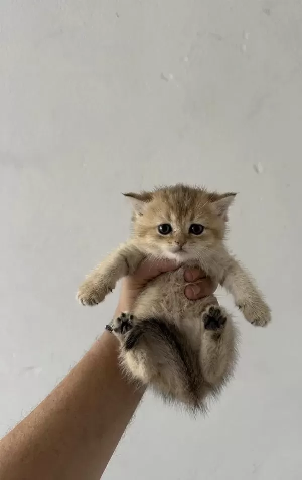 Safkan British Shorthair Yavrularımız