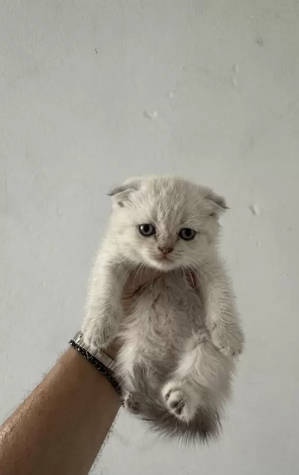 Safkan British Shorthair Yavrularımız
