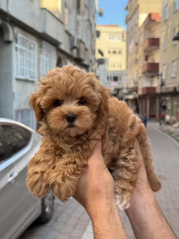 Sağlıklı Sahibinden Maltipoo