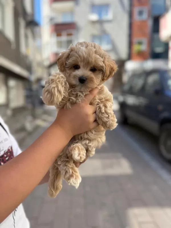 Sağlıklı Sahibinden Maltipoo