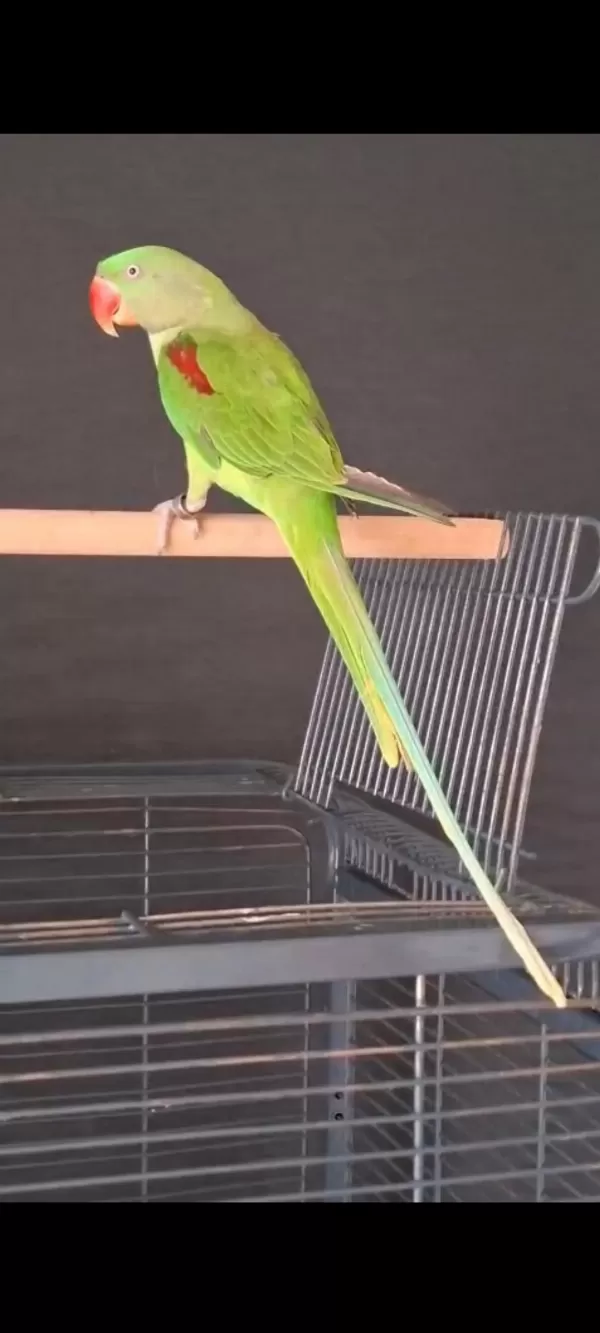 12 Aylik Erkek Jumbo Alexander Papağani