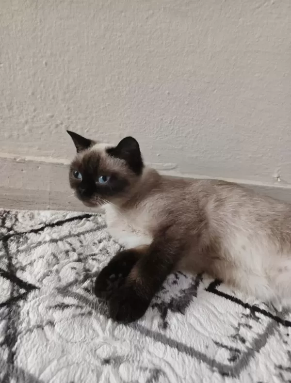 British Blue Point Kedim Ücretsiz Sahiplendirilecektir