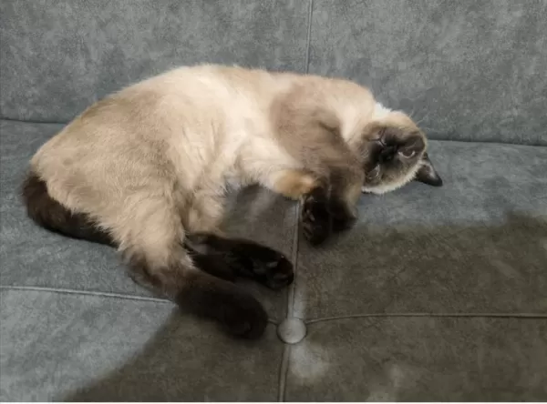 British Blue Point Kedim Ücretsiz Sahiplendirilecektir