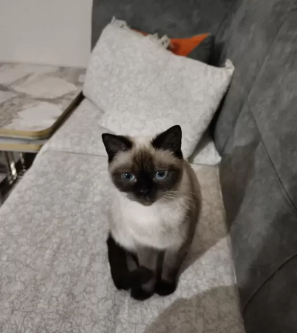 British Blue Point Kedim Ücretsiz Sahiplendirilecektir