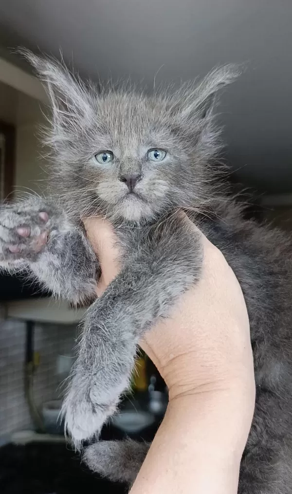 Dev Boyda Erkek Maine Coon