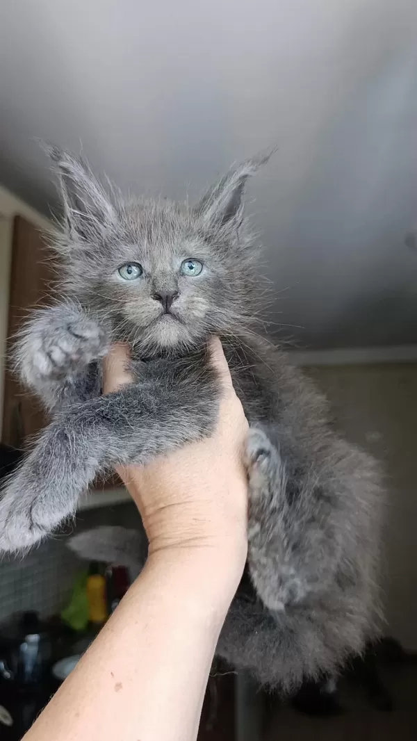 Dev Boyda Erkek Maine Coon