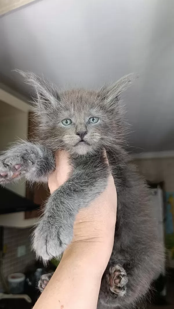 Dev Boyda Erkek Maine Coon