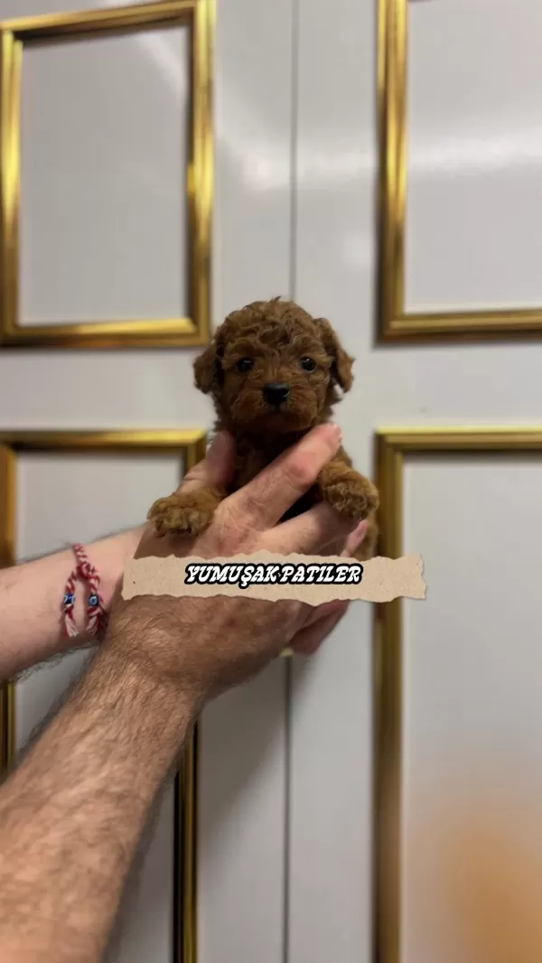 Red Brown Toy Poodle
