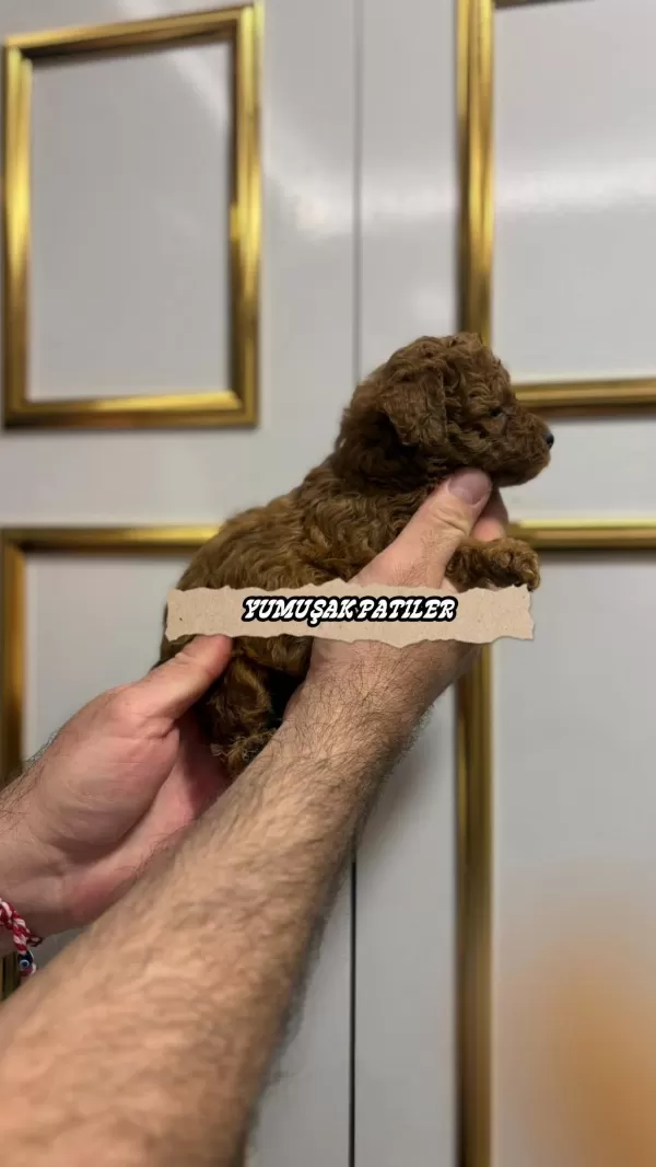Red Brown Toy Poodle