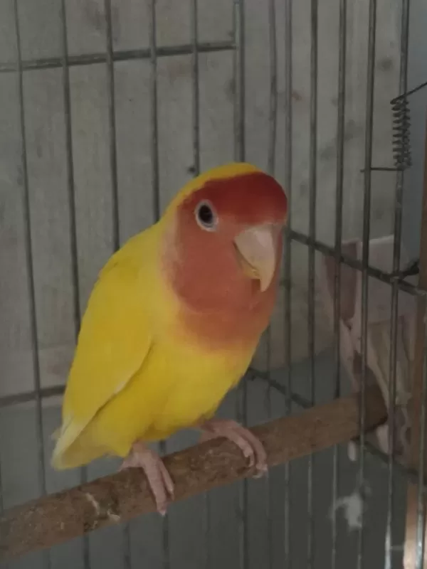 Hazır Takım Sevda Papağanı