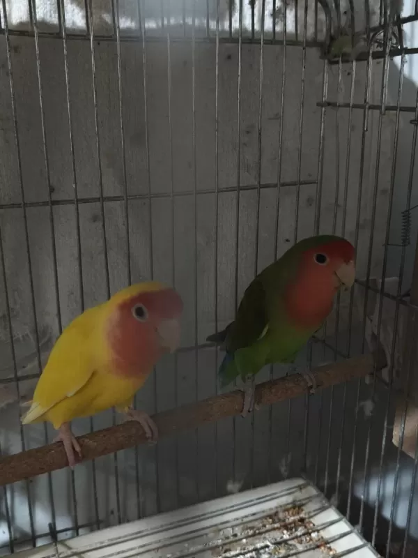 Hazır Takım Sevda Papağanı