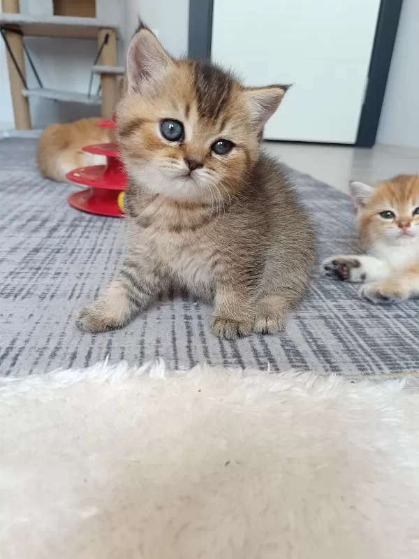 Muhteşem Sevgi Dolu British Shorthair Yavrular
