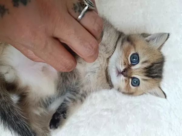 Muhteşem Sevgi Dolu British Shorthair Yavrular