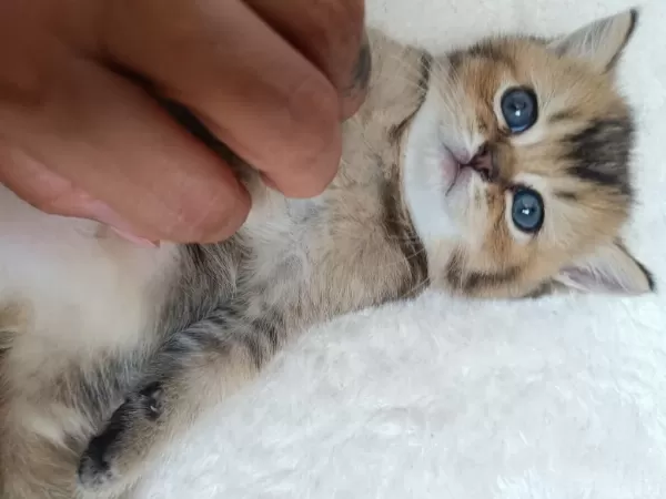 Muhteşem Sevgi Dolu British Shorthair Yavrular