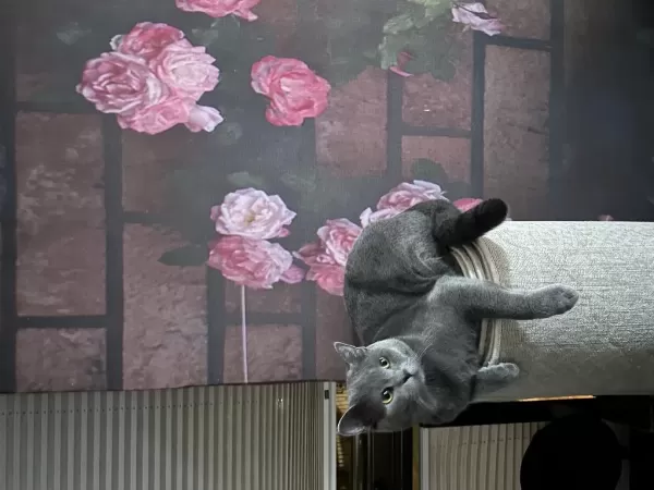 British Shorthair Erkek Kısır Çipli