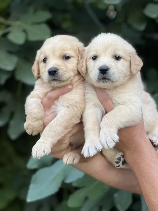 Golden Retriever Yavruları