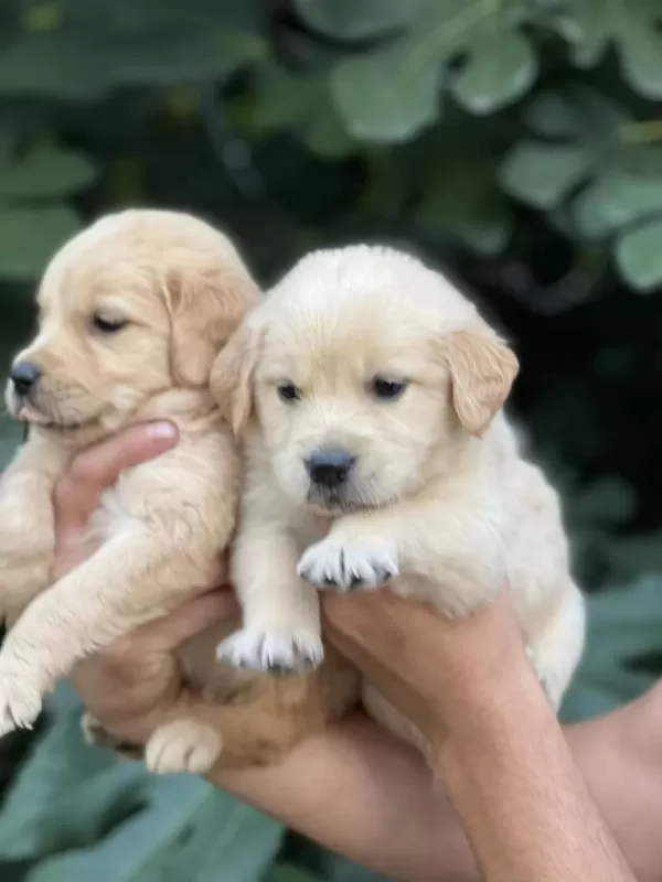 Golden Retriever Yavruları