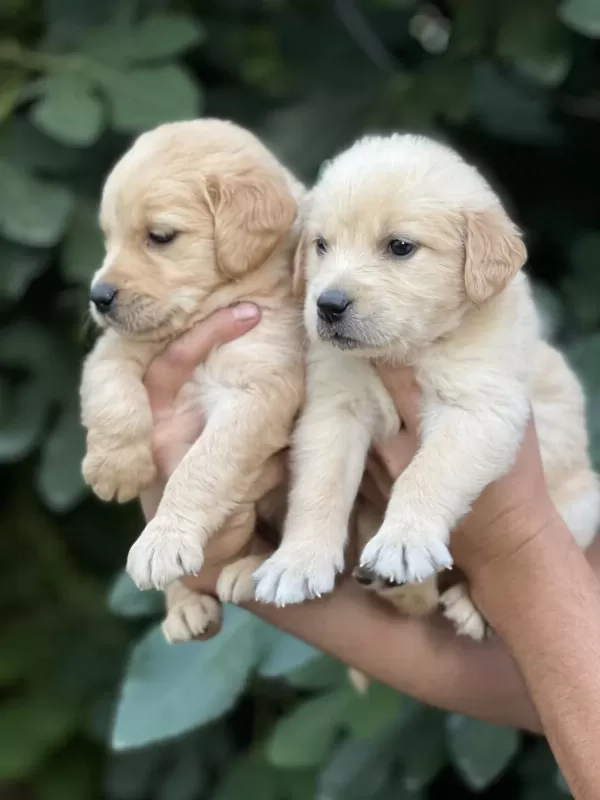 Golden Retriever Yavruları