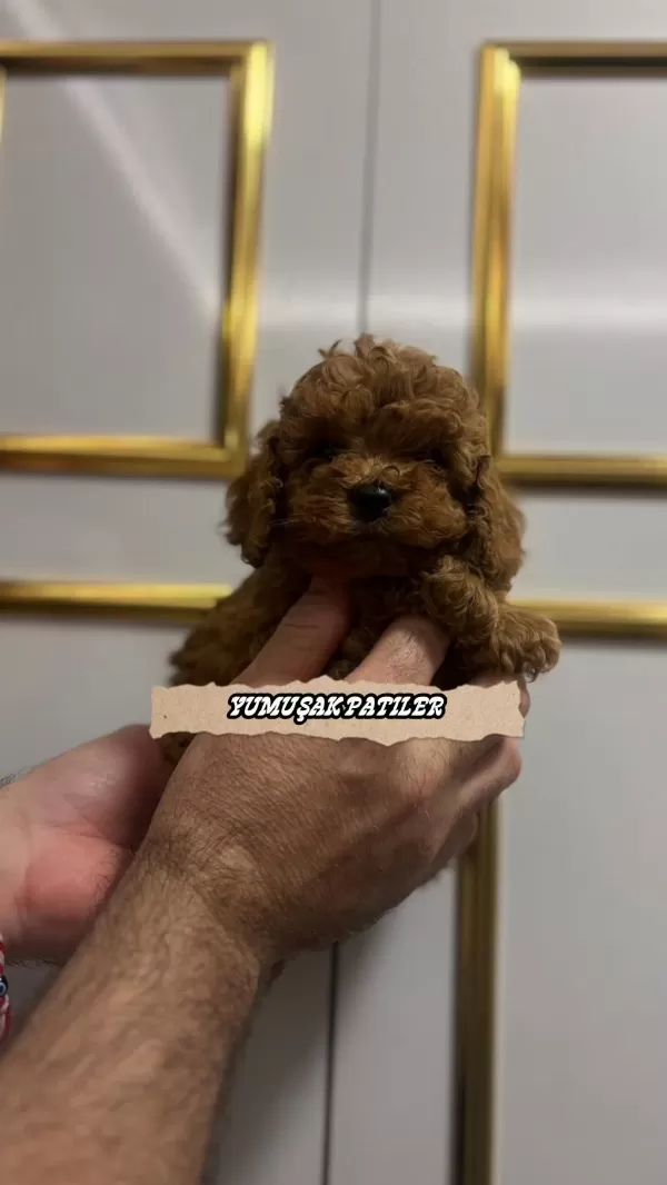 Sevimli İrk Kore Poodle