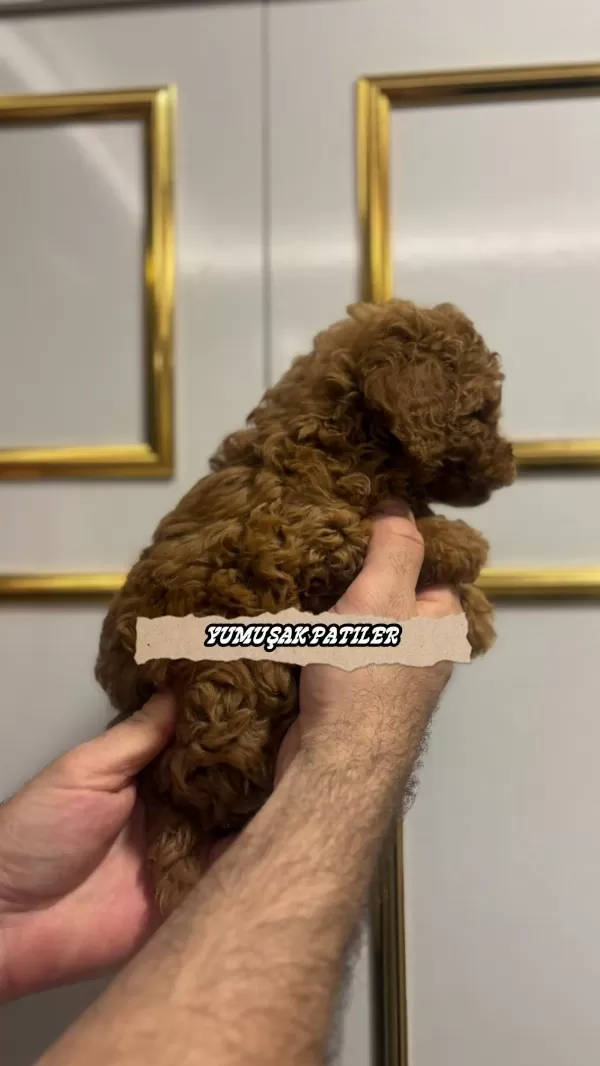 Sevimli İrk Kore Poodle