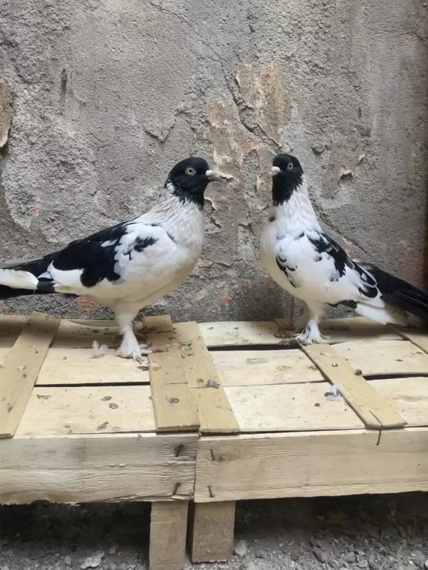 1 Çift Bozalı 1 Adet Dolapçı Güvercin