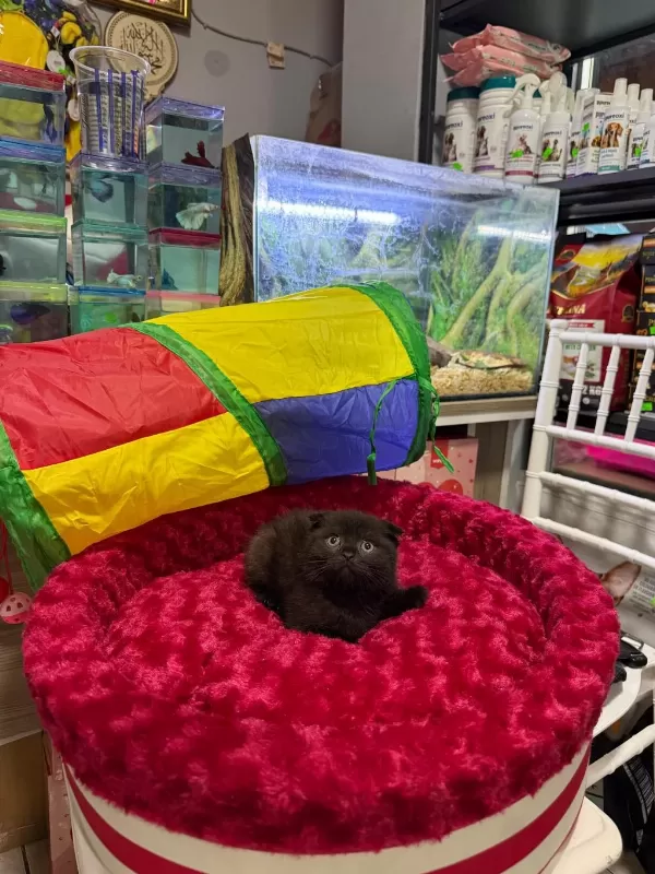Çikolata Scottish Fold Erkek Bebek