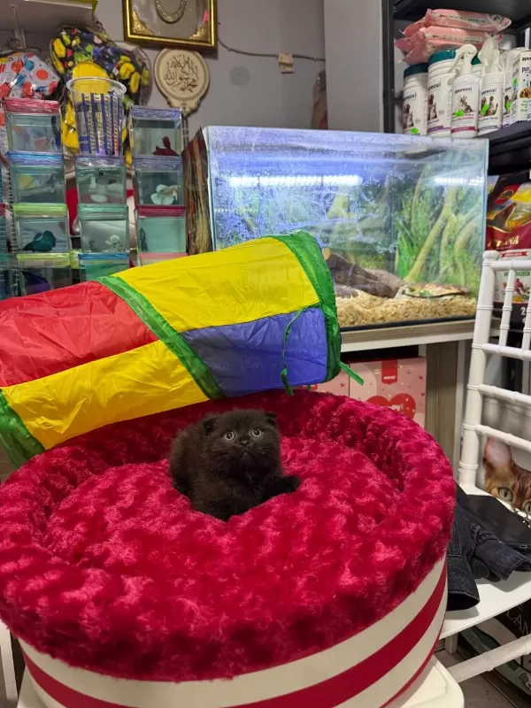 Çikolata Scottish Fold Erkek Bebek
