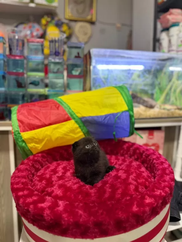 Çikolata Scottish Fold Erkek Bebek
