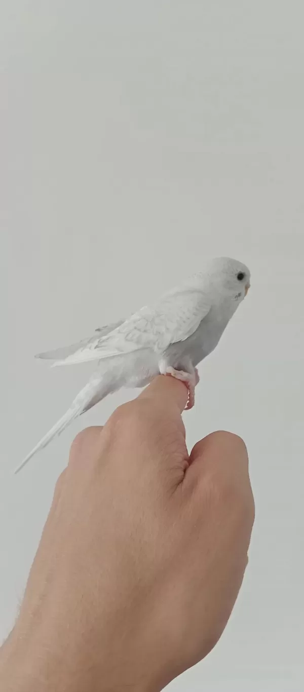 Yeme Düşmüş Yavru Muhabbet Kuşlarimiz