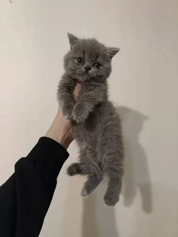 Dişi Ve Erkek Safkan Ayıcık Surat Bebek Kediler