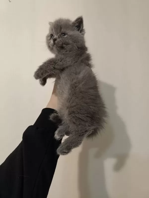 Dişi Ve Erkek Safkan Ayıcık Surat Bebek Kediler