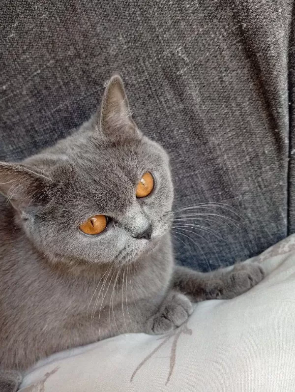 Ücretsiz Sahiplendirme British Shorthair Kedisi