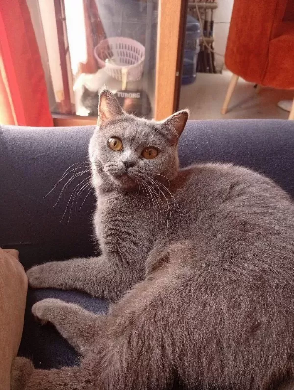 Ücretsiz Sahiplendirme British Shorthair Kedisi