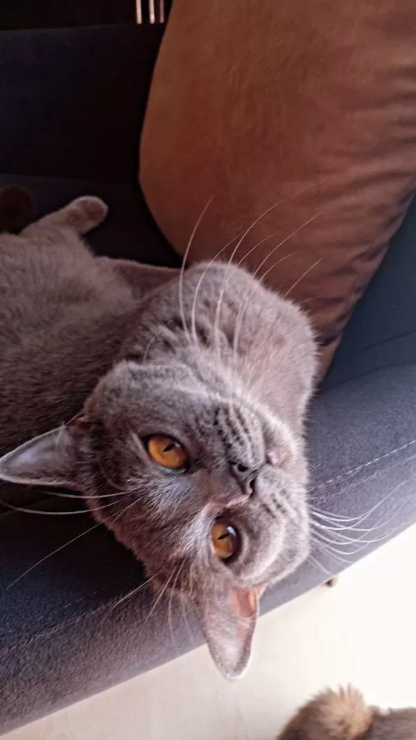 Ücretsiz Sahiplendirme British Shorthair Kedisi