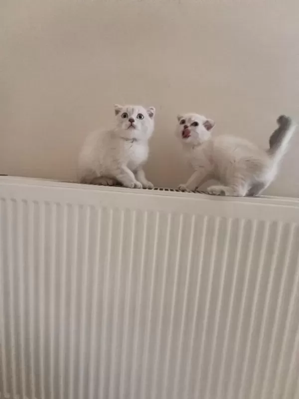 Dişi Safkan Ayıcık Surat Bebek Kediler