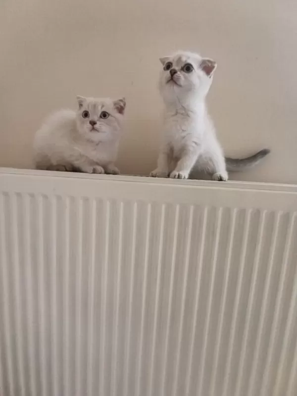 Dişi Safkan Ayıcık Surat Bebek Kediler