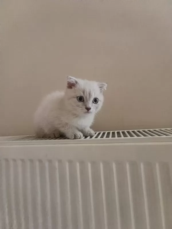 Dişi Safkan Ayıcık Surat Bebek Kediler