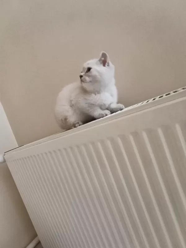 Dişi Safkan Ayıcık Surat Bebek Kediler