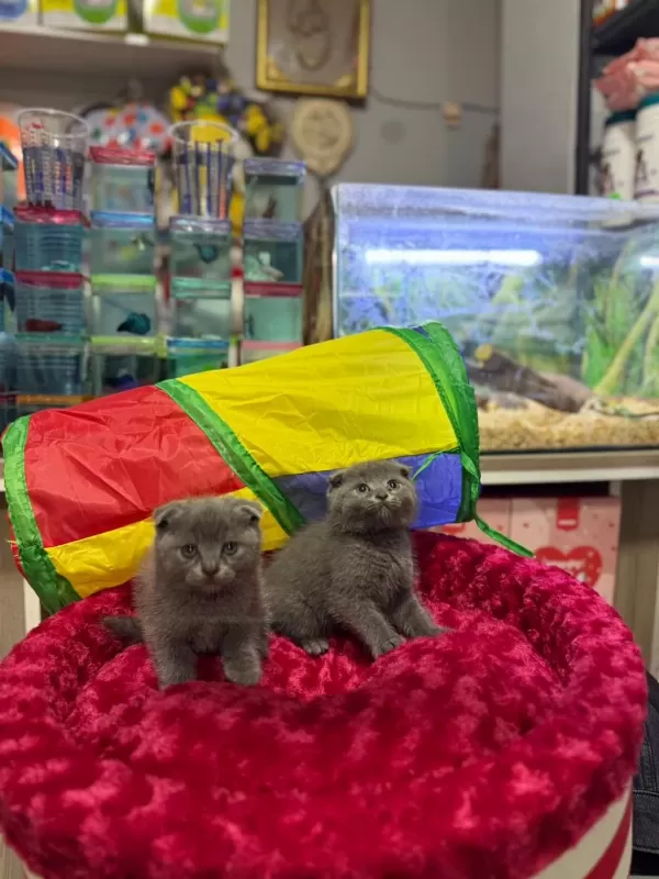 Dişi Ve Erkek Ayıcık Surat Scottish Fold Bebekler