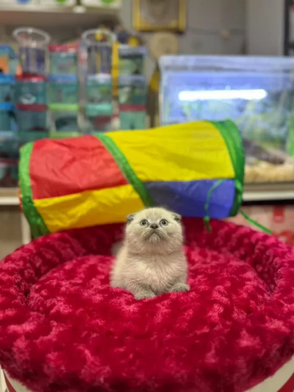 Dişi Ve Erkek Ayıcık Surat Scottish Fold Bebekler