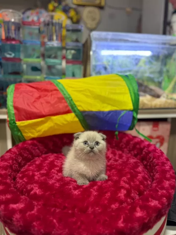 Dişi Ve Erkek Ayıcık Surat Scottish Fold Bebekler