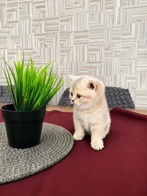 Güneş British Shorthair Kızım