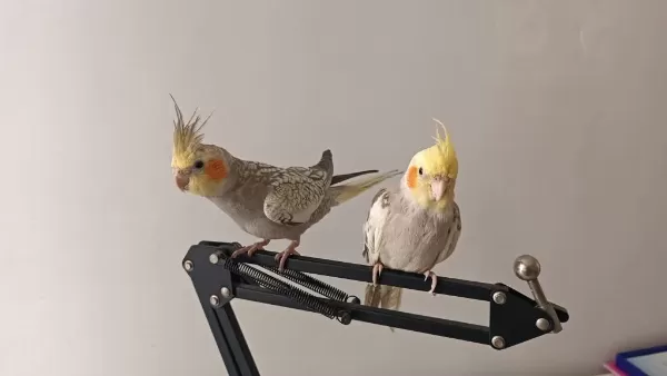 Erkek Ve Dişi Ele Alışkın Sultan Papağanı