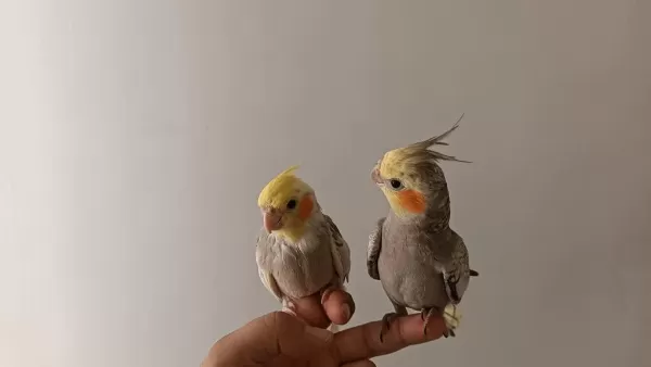 Erkek Ve Dişi Ele Alışkın Sultan Papağanı