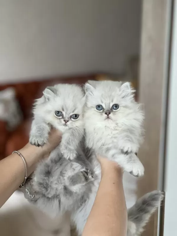 İnsan Canlisi British Longhair Blue Point Yavrum